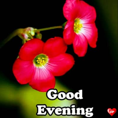 good evening rose image