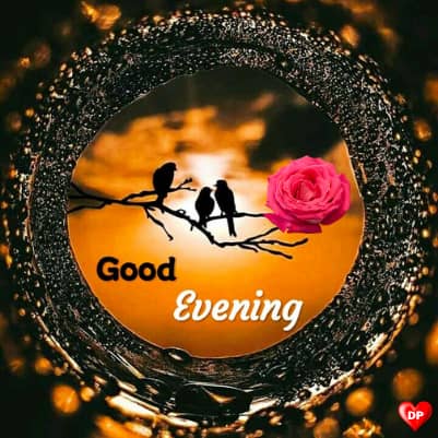 good evening roses hd images